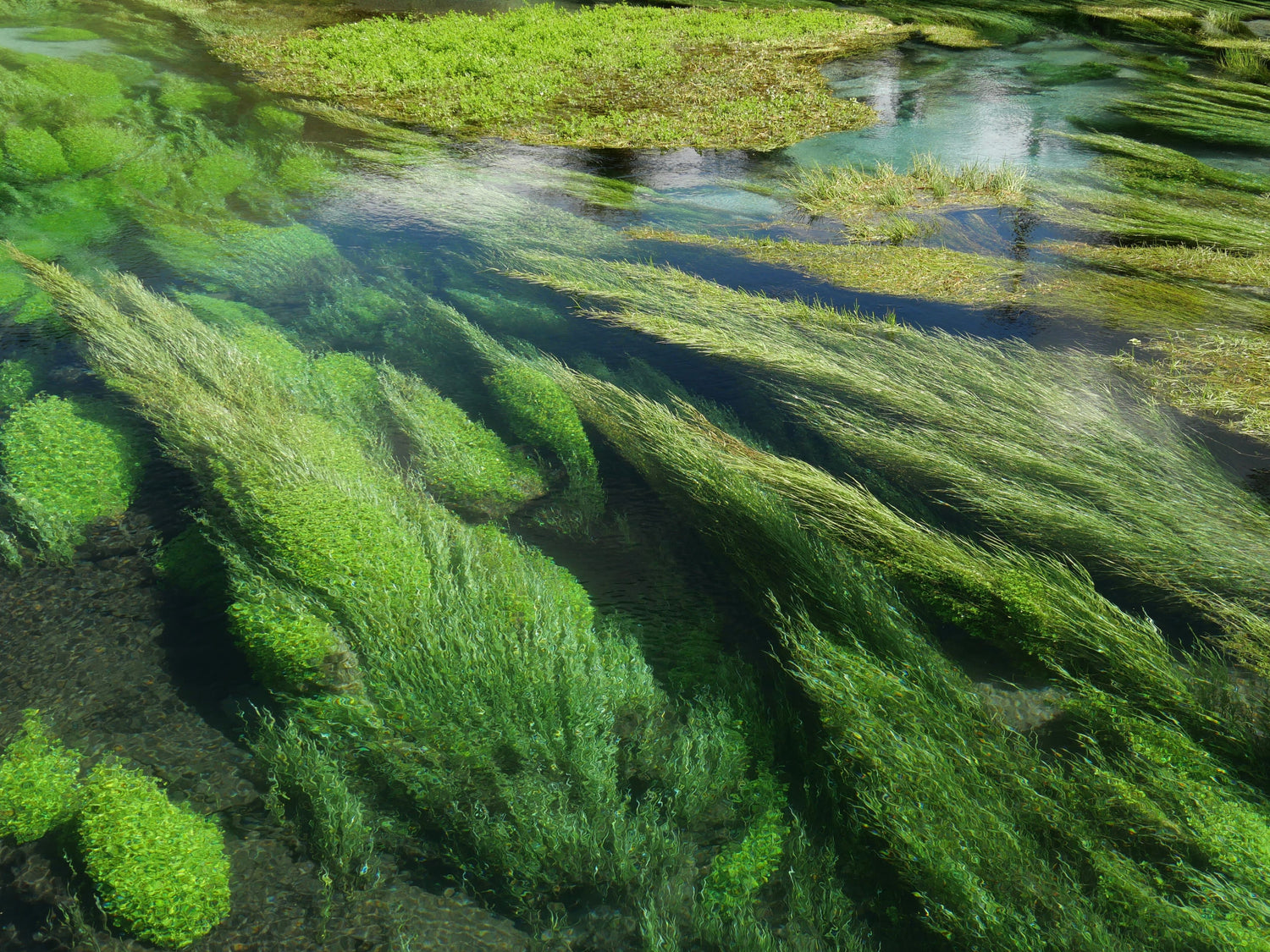 The Top 5 Products for Aquatic Weed Control