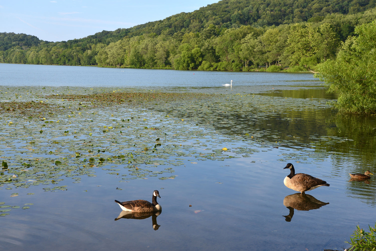 The Geese Problem Nobody Warns You About When You Buy a Lakefront Property