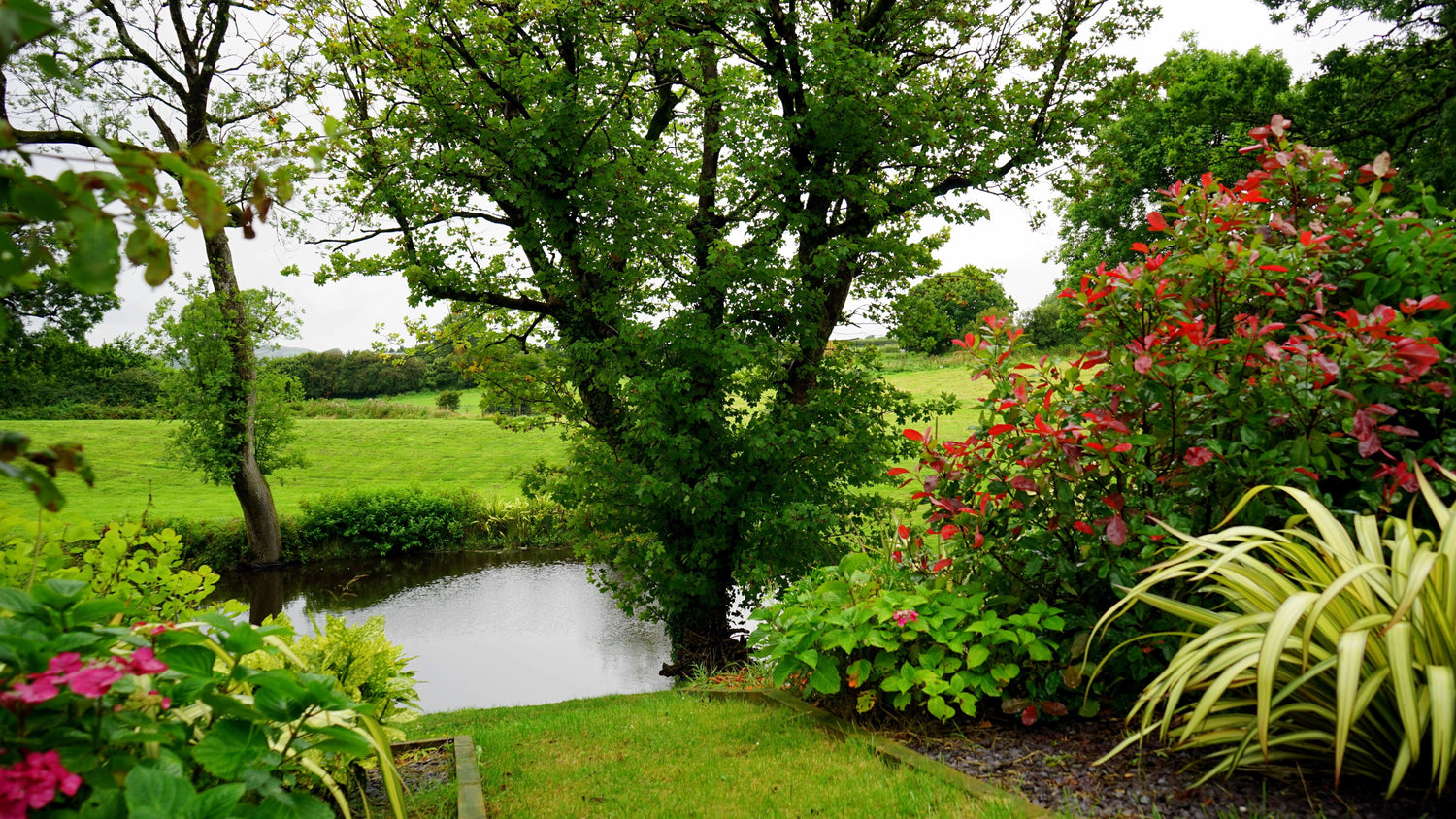 Your Pond Has a Bacteria Problem and That Is Actually Good News